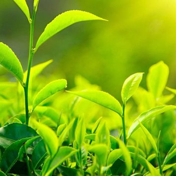 10 Proven Benefits of Green Tea