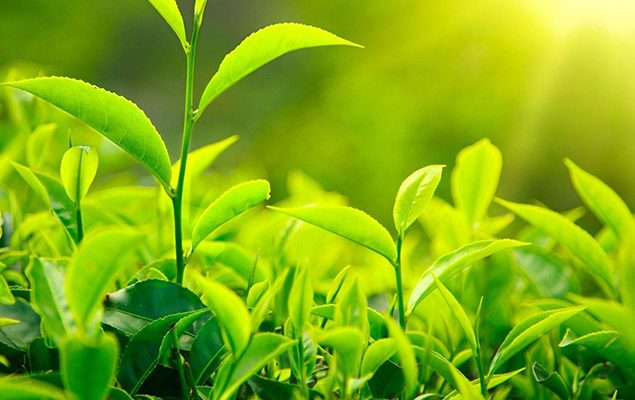 10 Proven Benefits of Green Tea